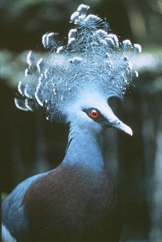 Victoria Crowned Pigeon - click_to_find_out_more